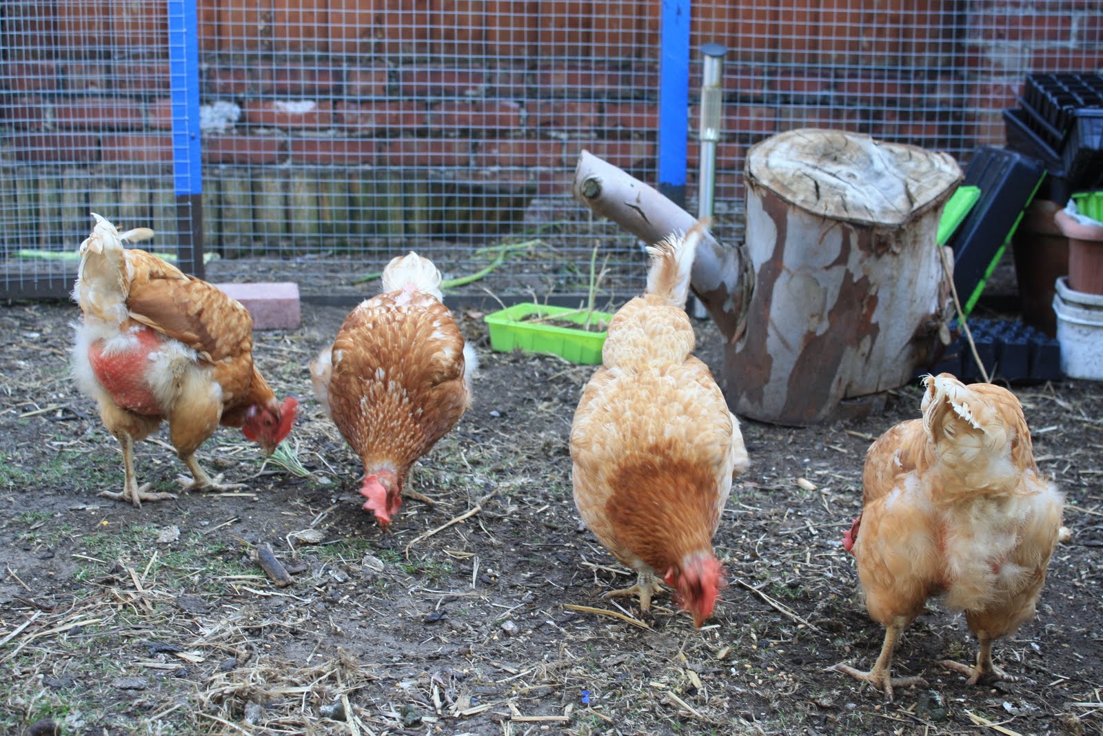 Allotment 65 Wet, Wet, Wet, Chickens too