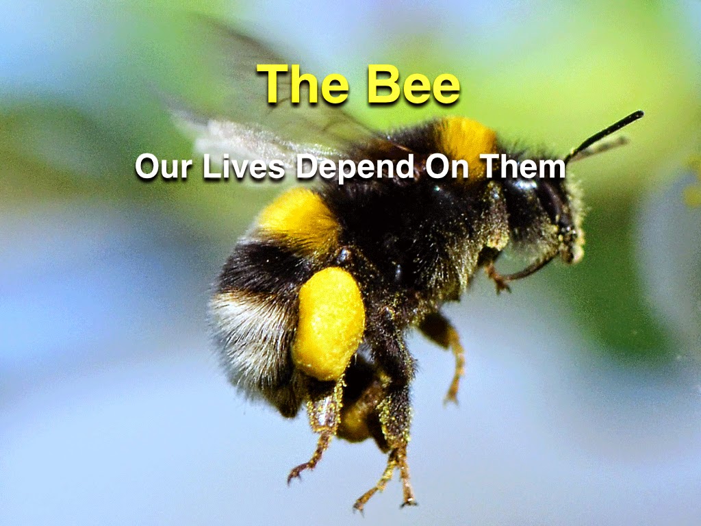 What happens if the bees disappear What happens if the bees disappear