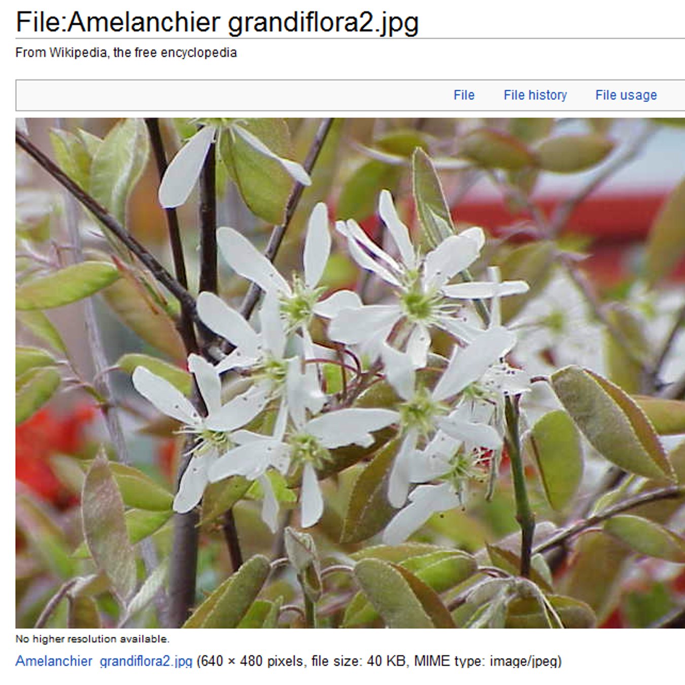Native Plants From Alabama The Alabama Service Berry