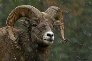 Dunia Sains Tahun 3: Tajuk :Ciri Haiwan (Haiwan yang bertanduk)