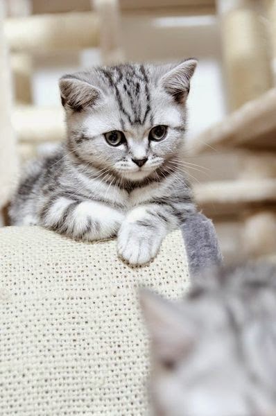 Top 5 Amazing Adorables Cats You Ever See