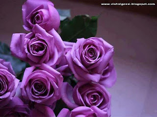 بستان ورد المصــــــــراوية - صفحة 50 Beautiful+rose+rosa++trandafir+flower+(18)