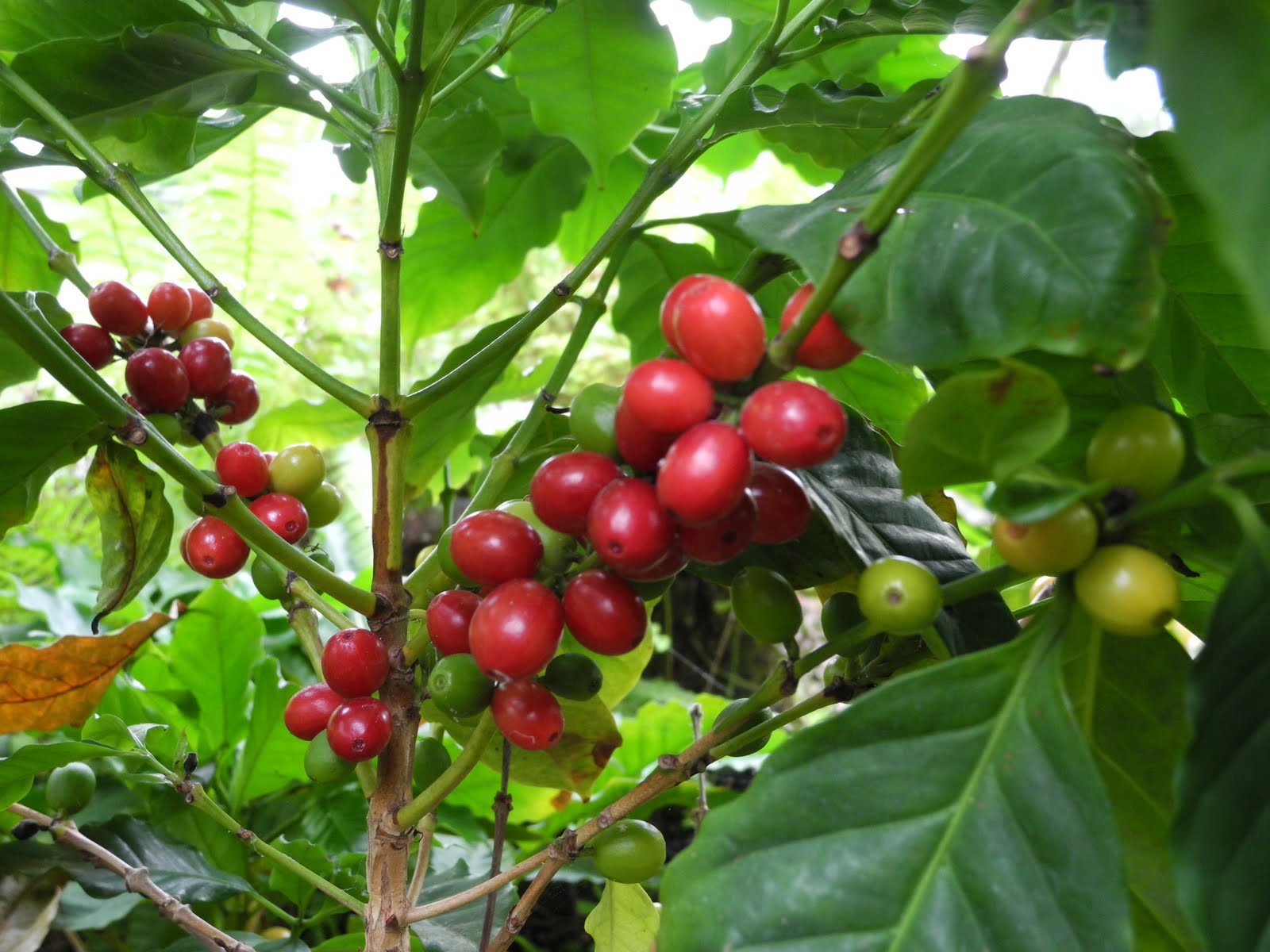 The Phytophactor Coffee fruit