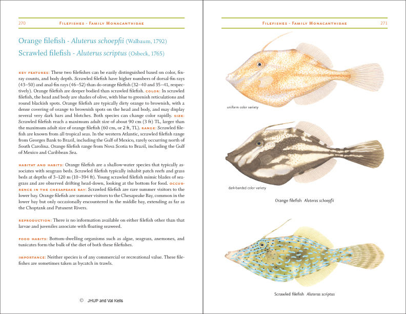 Field Guide to Fishes of the Chesapeake Bay Look Inside