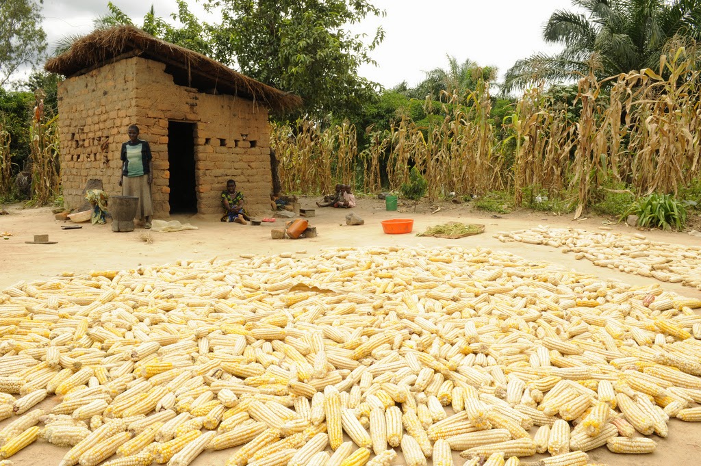The Global Miller 26/03/2015 Great news for Tanzanian maize farmers
