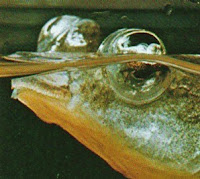 Four-eyed fish head