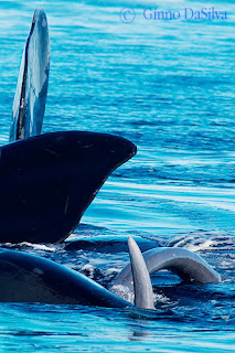copula de ballenas en Peninsula Valdes