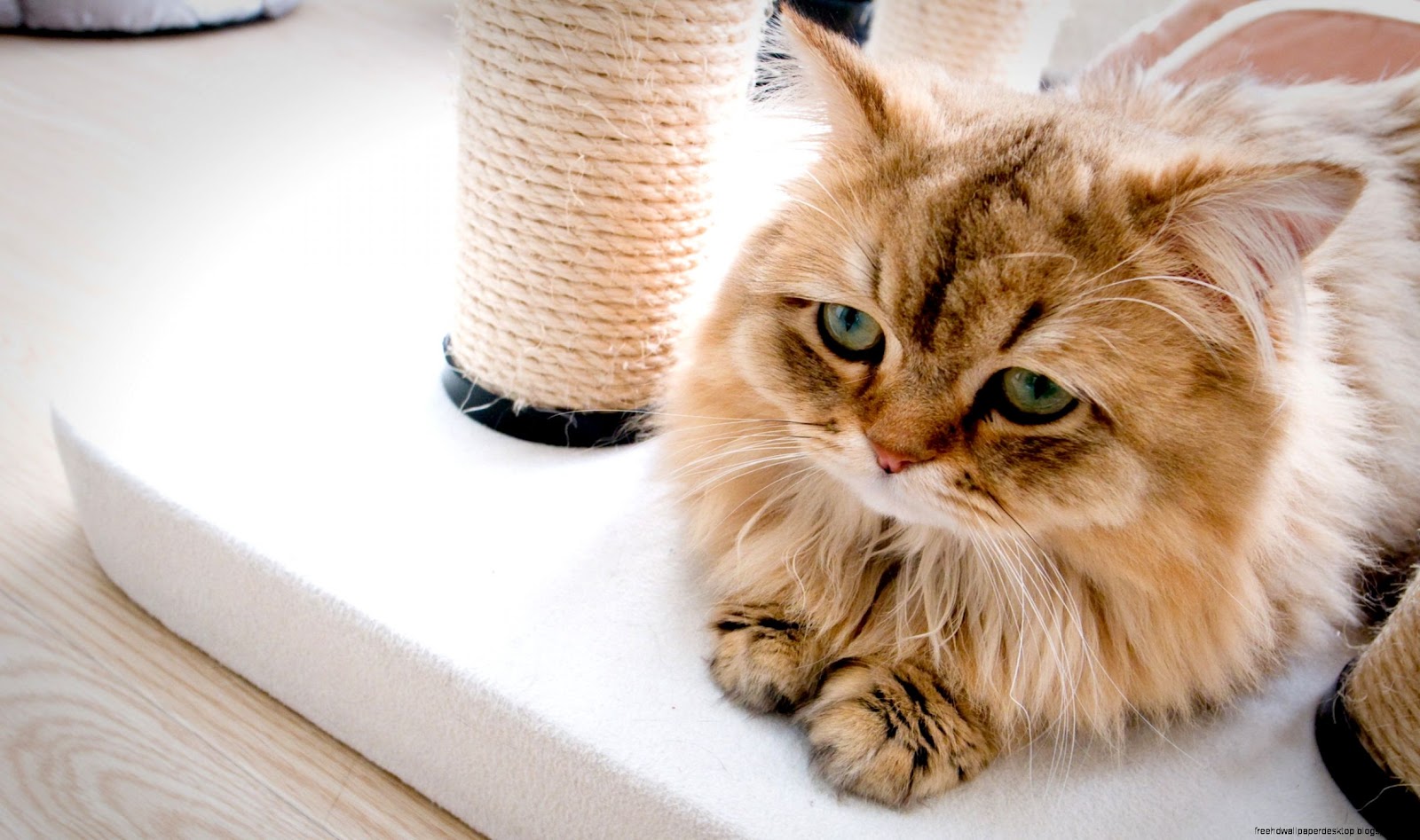 Cute Kitten Cat Cute Kitten Cat
