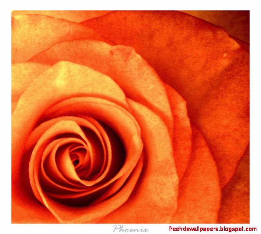 Burnt Orange by PhoeniX252 on DeviantArt Burnt Orange by PhoeniX252 on DeviantArt