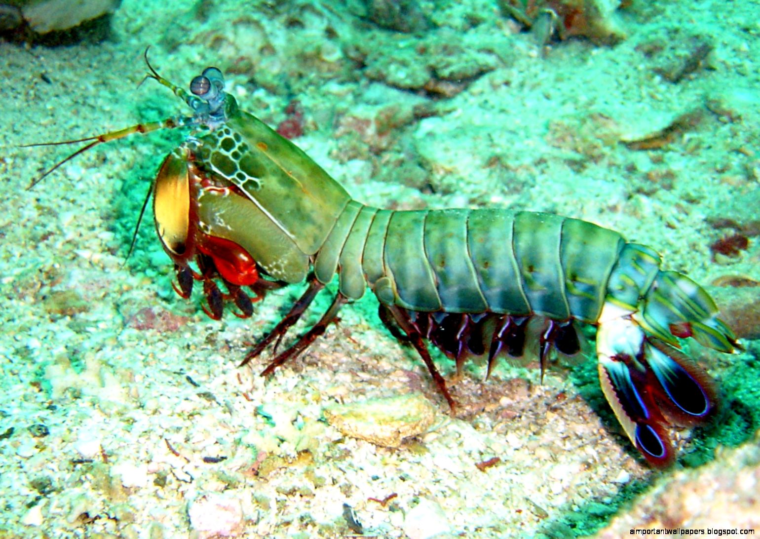 Peacock Mantis Shrimp Peacock Mantis Shrimp