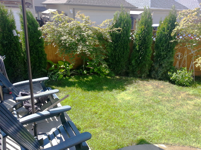 A Back Yard With A Little Privacy