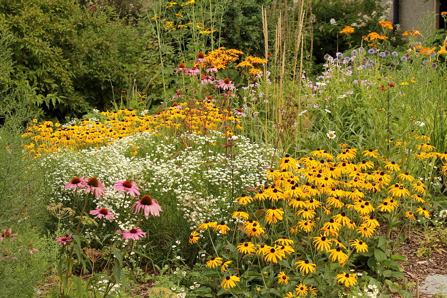 Mein Garten lebt August 2013