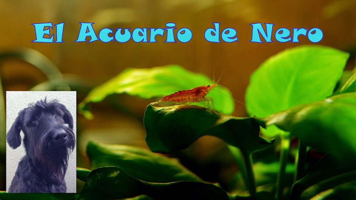 El Acuario de Nero