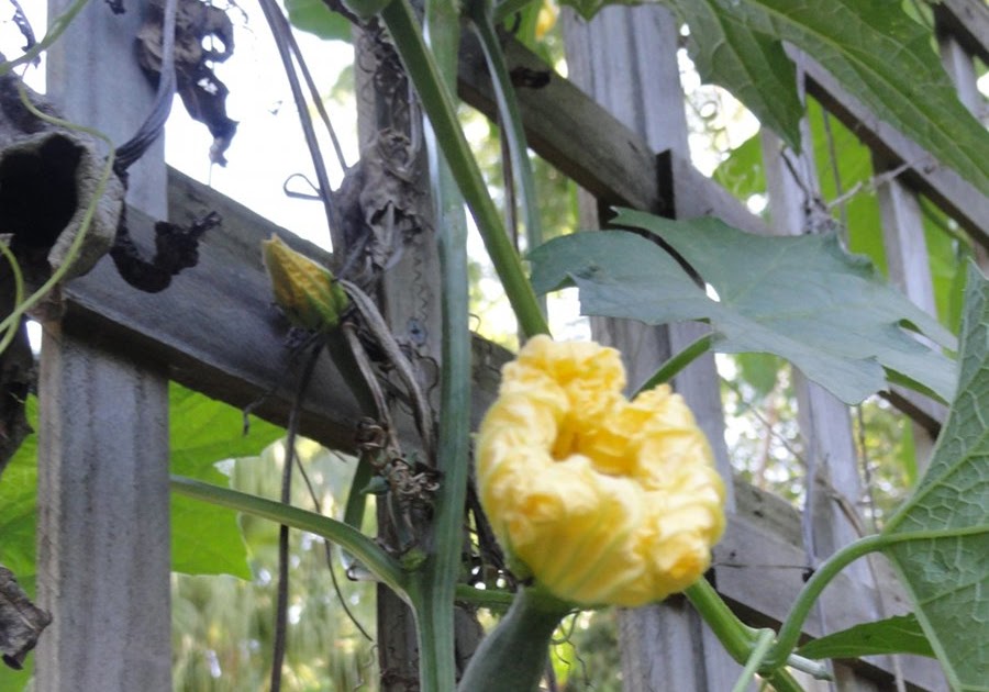 Growing and harvesting loofahs Down to Earth
