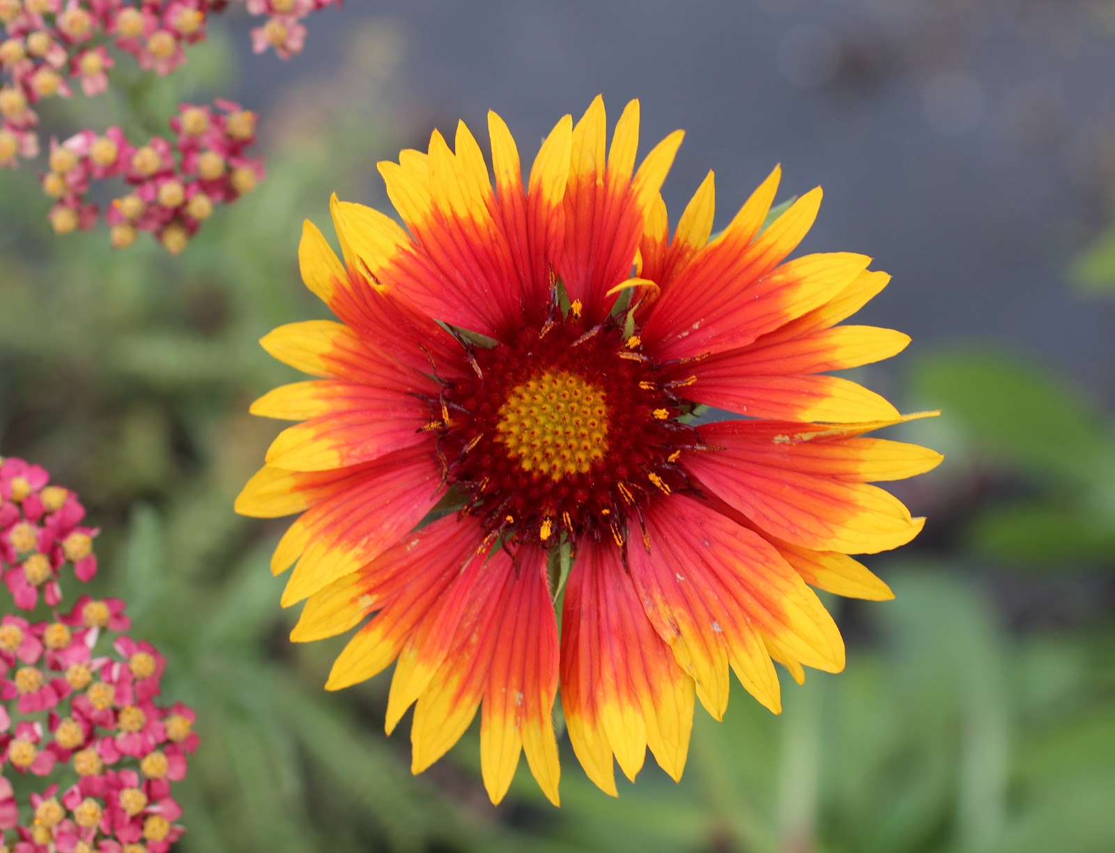 Florez Nursery Gaillardia, Blanket flower