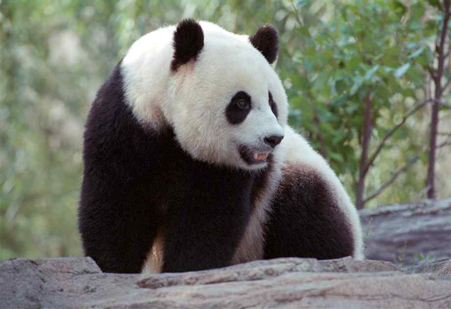 ANIMALS WALLPAPERS: panda cool funny /panda cool funny pictur /panda