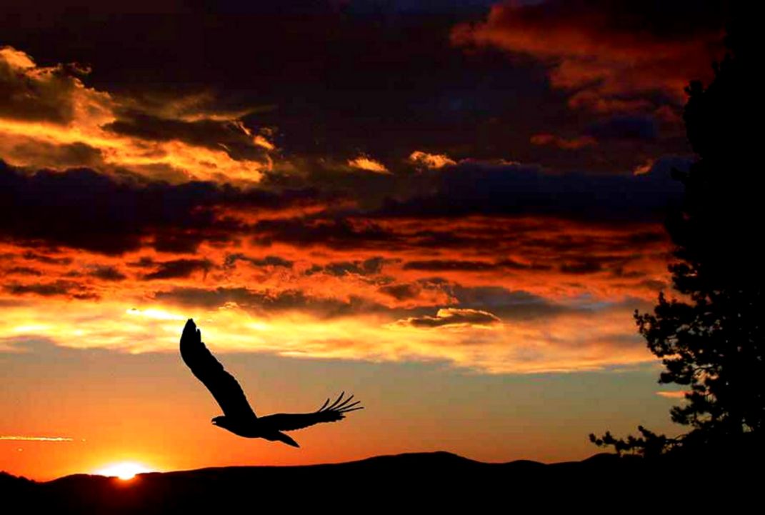 Birds Flying Eagle Evening Sunset Raptor Clouds Sky High Quality Birds Flying Eagle Evening Sunset Raptor Clouds Sky High Quality