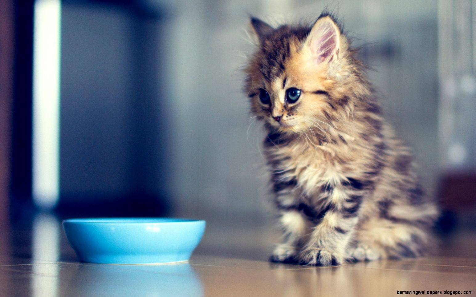 1680x1050 Cute Kitten Wallpaper 1680x1050 Cute Kitten Wallpaper