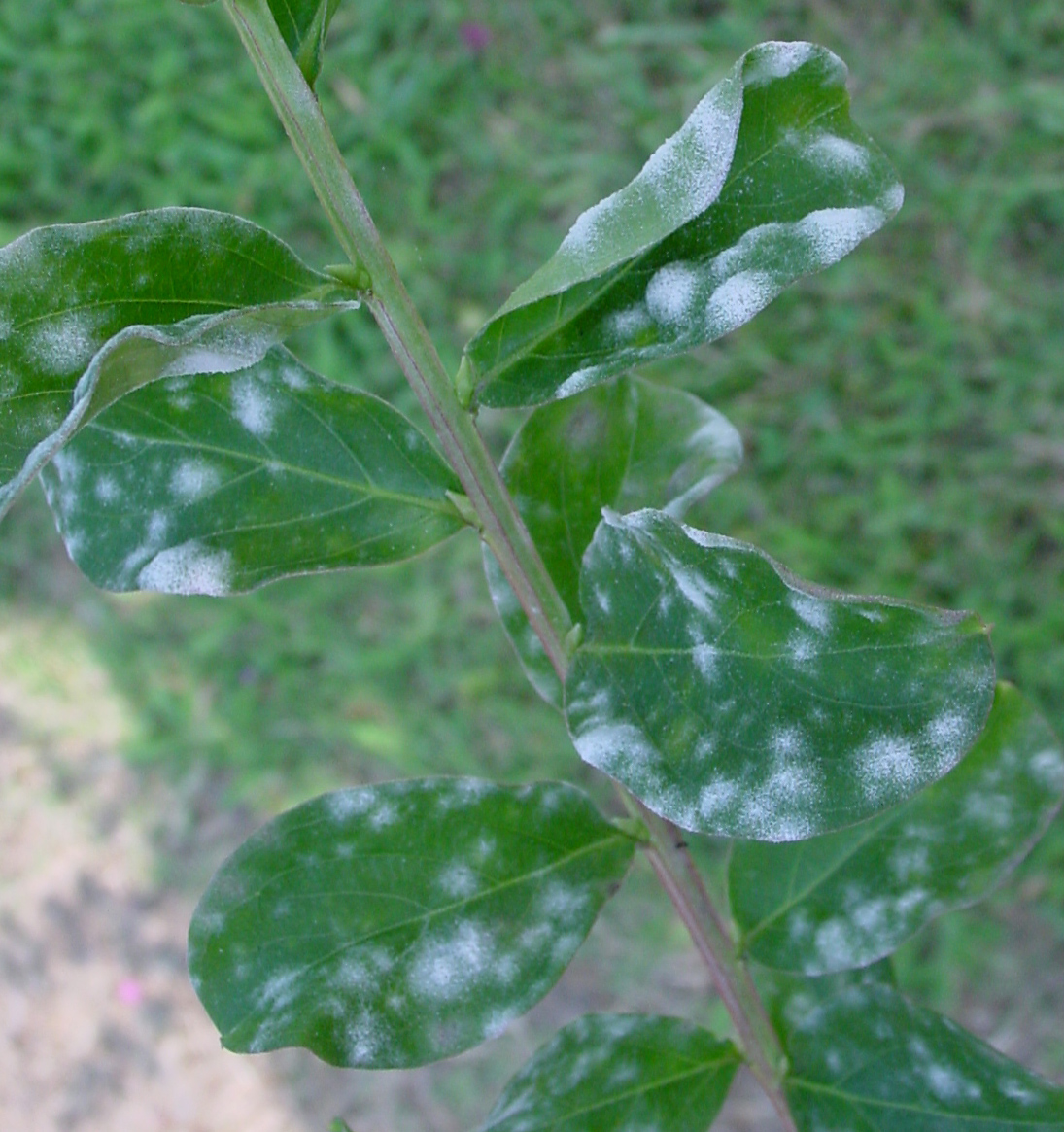 NCSU PDIC My plants have a little sugar coating ) Powdery Mildew