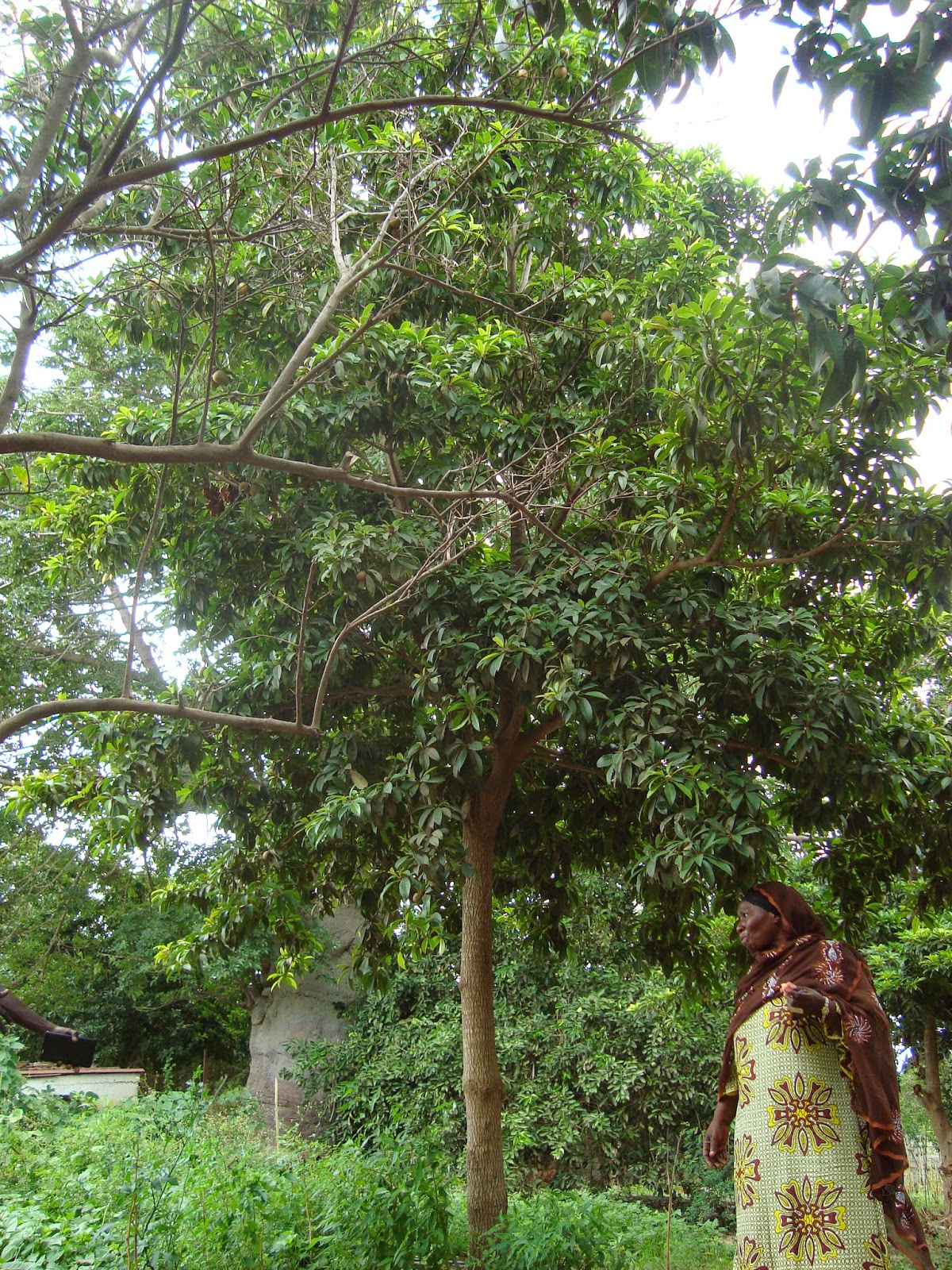 Soil & State Chocolate pudding fruit, plant stimulants and a pepper