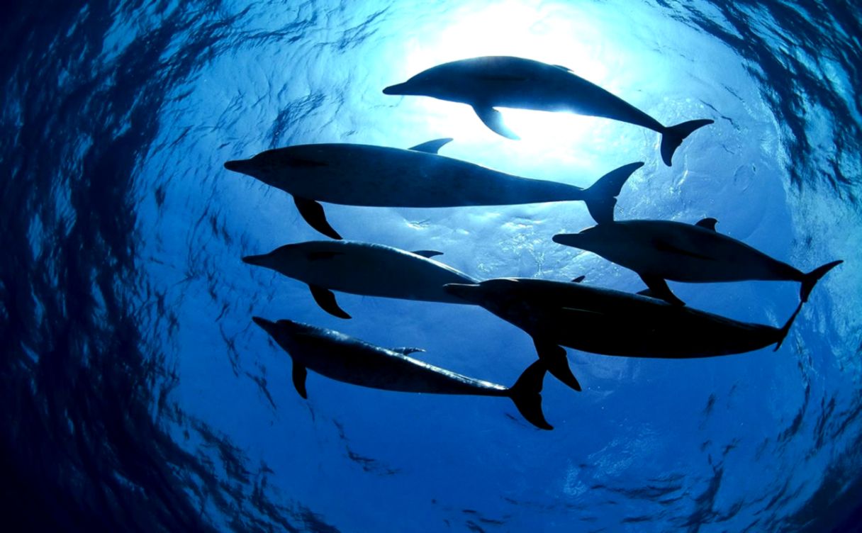 Underwater Dolphin Wallpaper Best Wallpapers Hd Collection