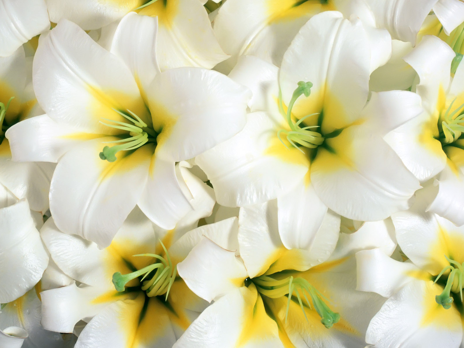 Beautiful Flowers Wallpapers - Latest News