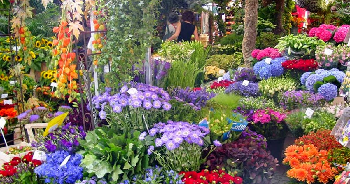 Garden Beautiful Home Flower | Fantastic Materials