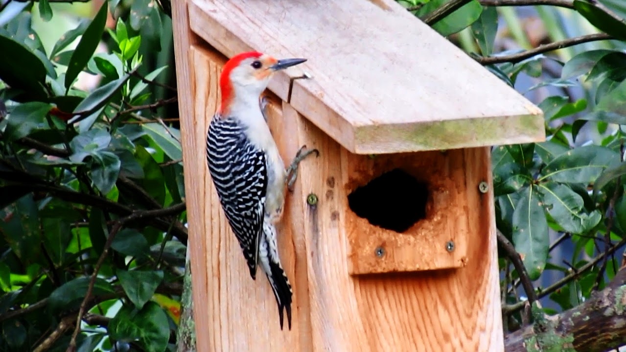 Backyard Birding....and Nature: Red Bellied Woodpecker Nest Box Inspection