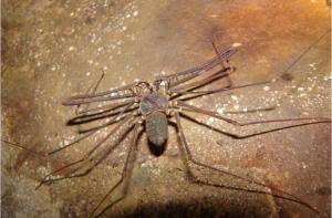 ARAÑA DE POCOCK
