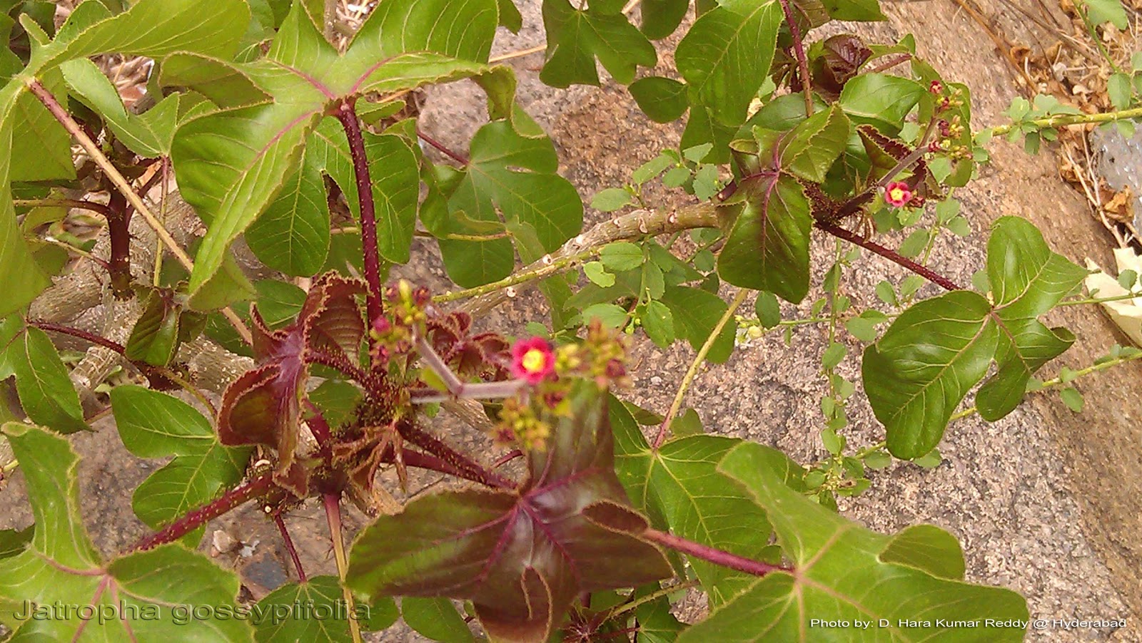 Ruellia patula thesis 08 image