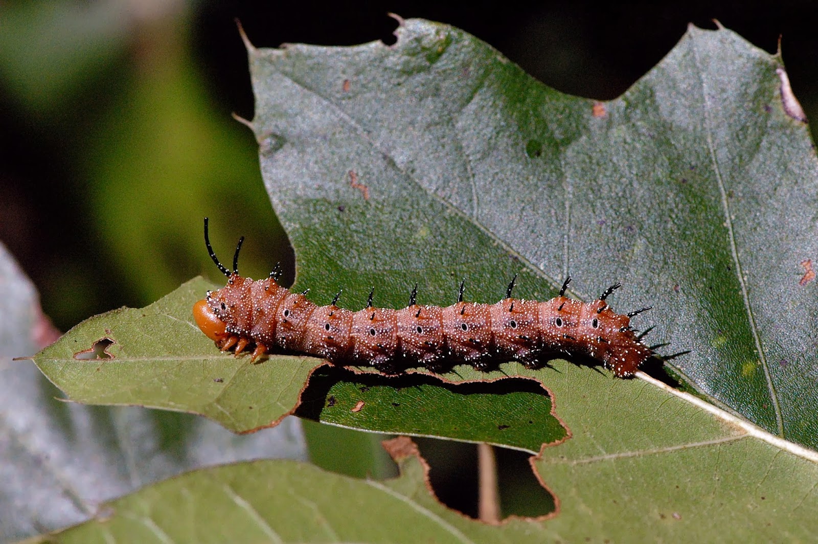Field Biology in Southeastern Ohio Caterpillar Hunting