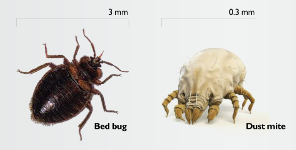 Bed Bugs New York City Dust Mites Bed Bugs
