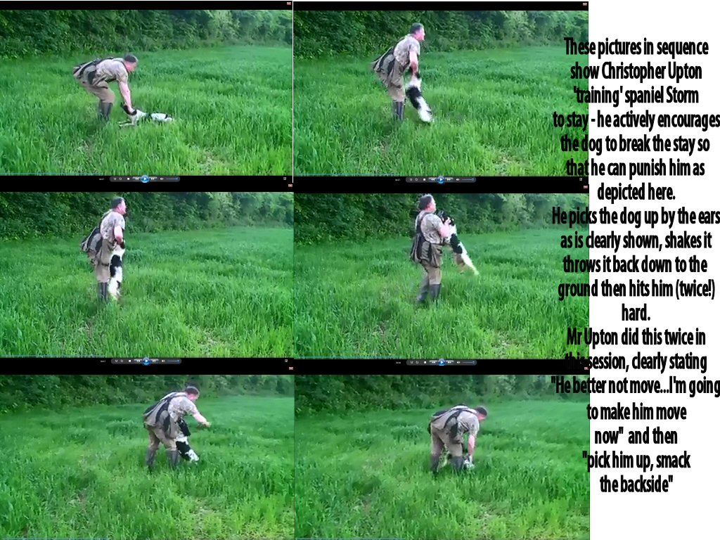 jay's sporting goods puppies