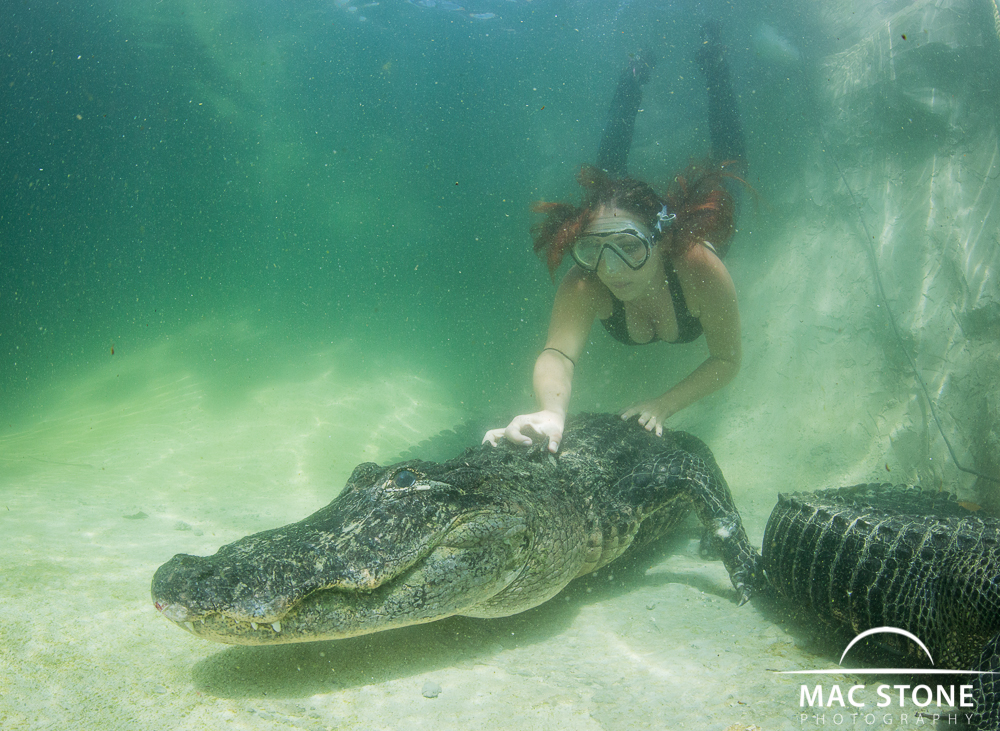 Mac Stone Photography Blog Swimming with Alligators