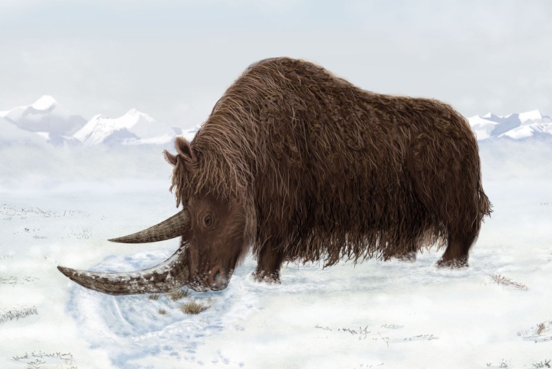 woolly rhinoceros woolly rhinoceros