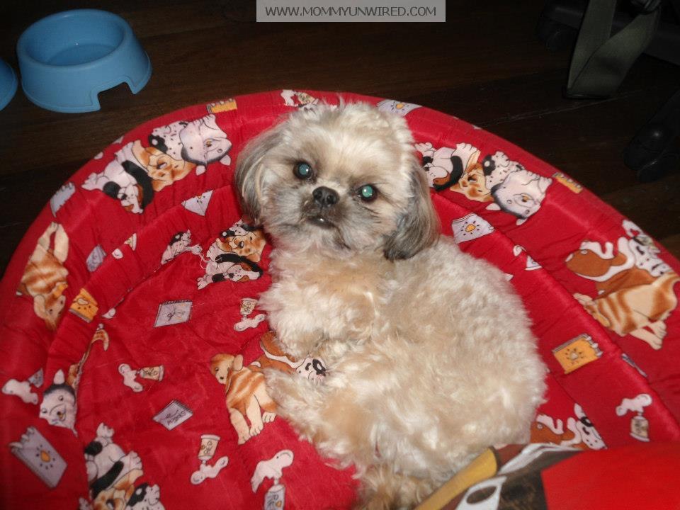 All About This Dog Named Chowder! Mommy Unwired