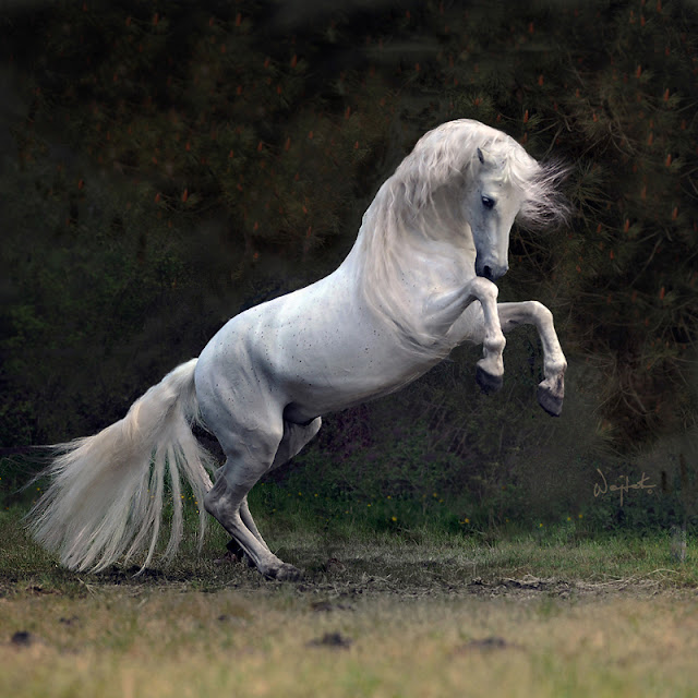 White Horse Images