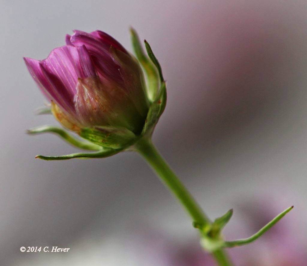 Cosmos essay examples picture