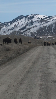 buffalo+on+Old+Yellowstone+Trail+road.jp