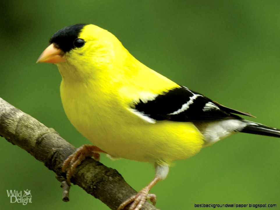 American goldfinch American goldfinch
