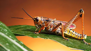 Insects Super Hd Wallpapers Download Free For Android And Desktop