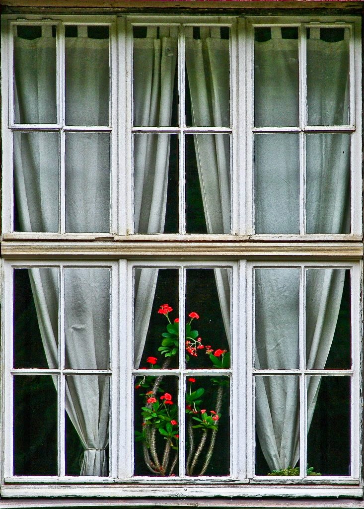 blume im fenster