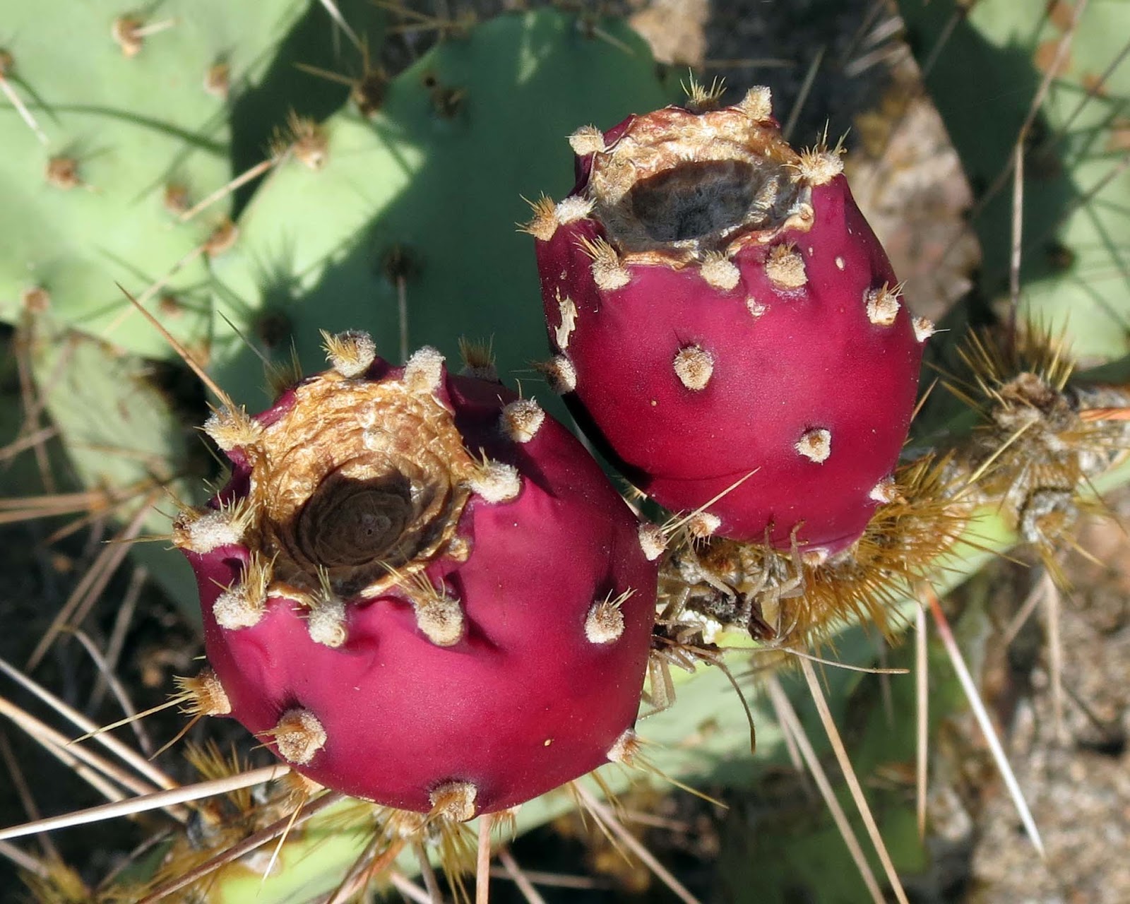 Desert Colors Prickly Pears
