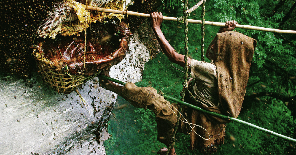 Bytes: The Honey Hunters of Nepal