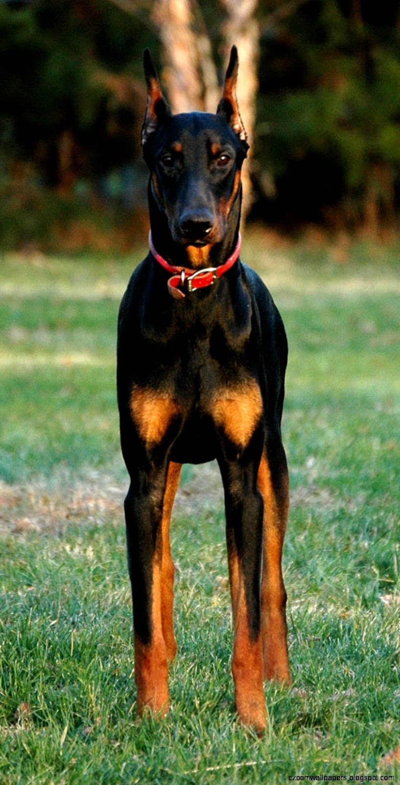 Doberman Pinscher Dog Cute Wallpaper 5308 Doberman Pinscher Dog Cute Wallpaper 5308