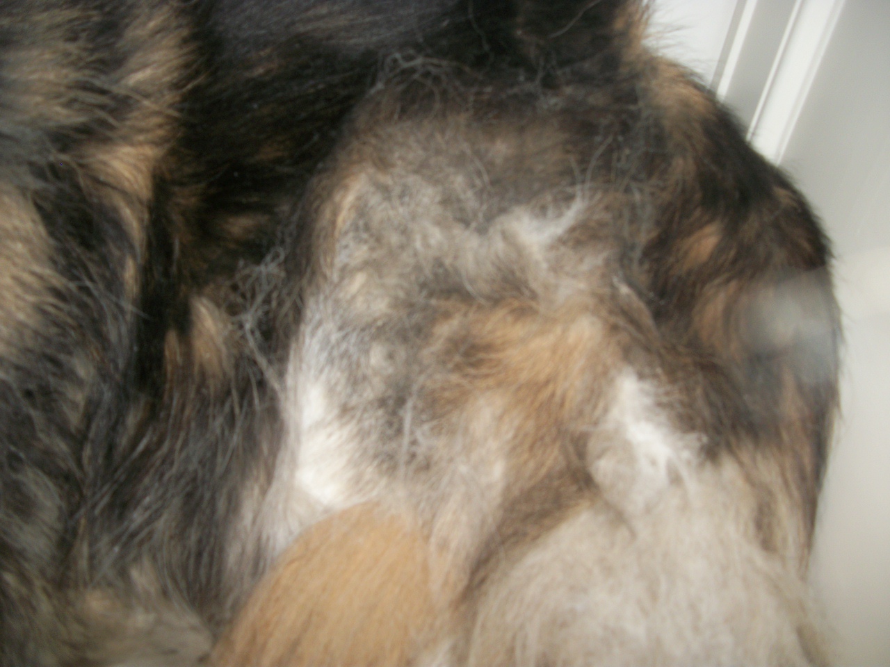 Peaceful dog You have a way with excess fur