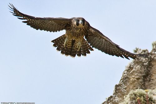 Funny peregrine falcon flying Funny Animal
