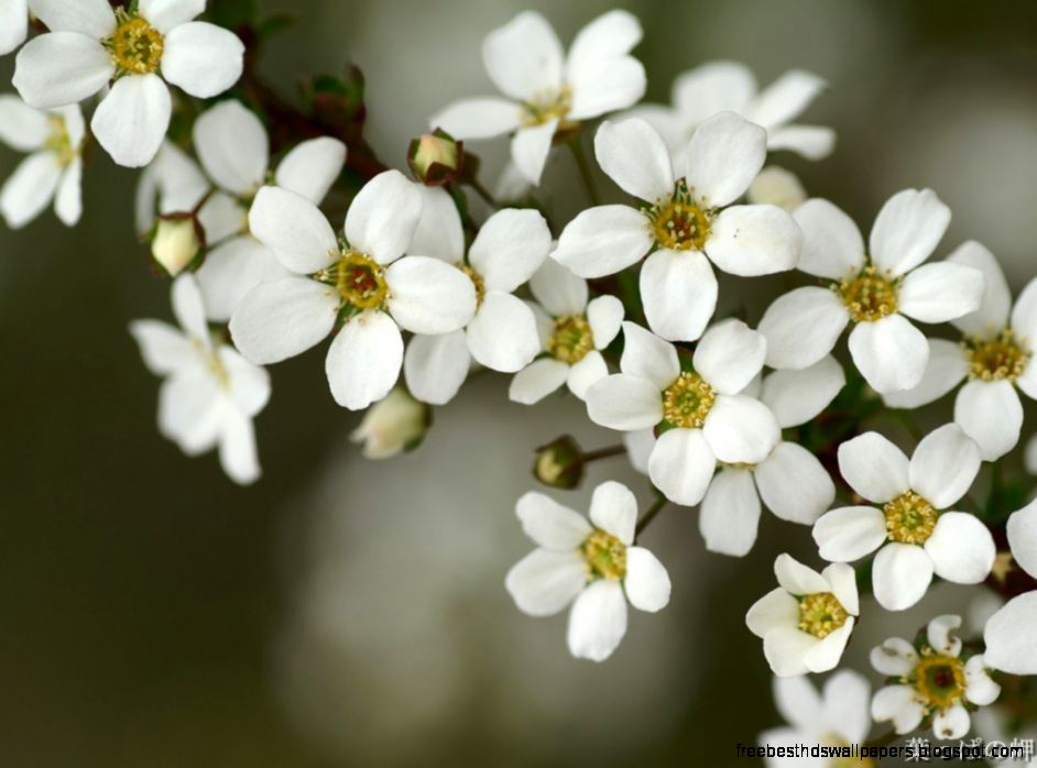 White Flowers wallpaper 1024x768 66763 White Flowers wallpaper 1024x768 66763