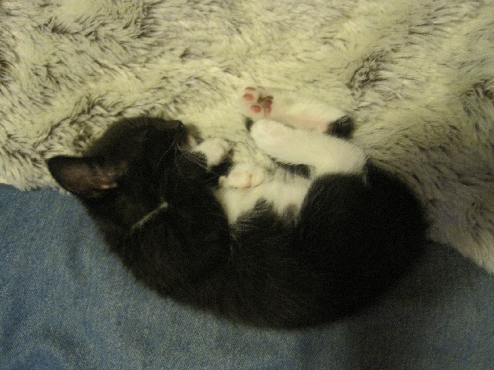 Orca Fetus