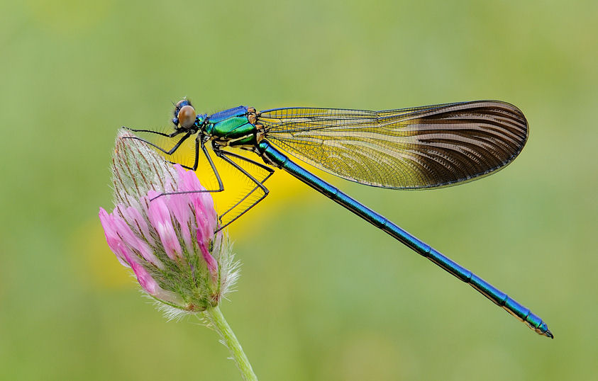 http://3.bp.blogspot.com/-2cJ_GfZlpIk/Tr7wdOfS2qI/AAAAAAAApqo/i7M3b1D9AD0/s1600/dragonfly-libelula.jpg